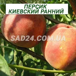 Саджанці персика Київський ранній