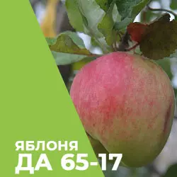 Саджанці яблуні ТАК 65-17