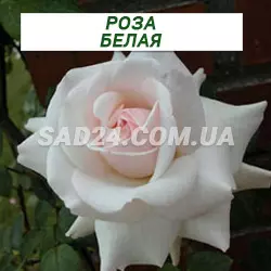 Саджанці плетистої троянди Біла