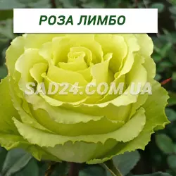 Саджанці чайно-гібридної троянди Лімбо