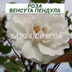Саджанці плетистої троянди Венуста Пендула