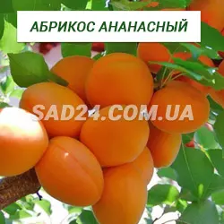 Саджанці абрикоса Ананасний