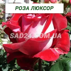 Саджанці чайно-гібридної троянди Люксор
