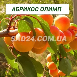 Саджанці абрикосу Олімп