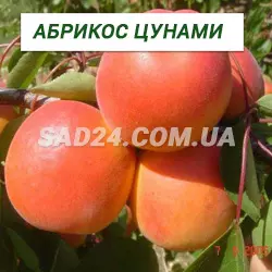 Саджанці абрикосу Цунамі