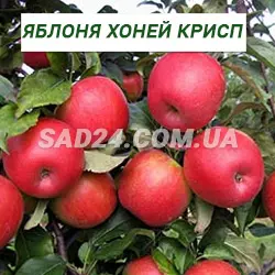 Саджанці яблуні Хоней Крісп