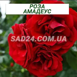 Саджанці трояндової троянди Амадеус