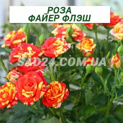 Саджанці бордюрної троянди Файєр Флеш
