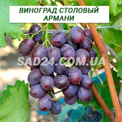 Саджанці винограду столового Армані