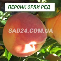 Саджанці персика Ерлі Ред