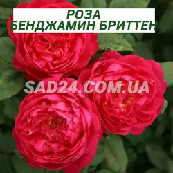 Саджанці англійської троянди Бенджамін Бріттен