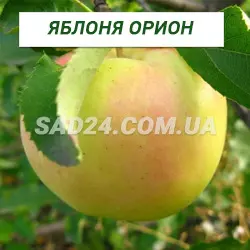 Саджанці яблуні Оріон