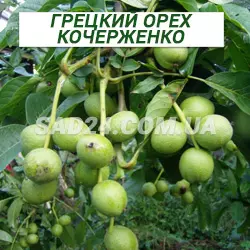 Саджанці грецького горіха Кочерженко трирічний
