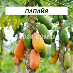 Саджанці папайї (80 - 100 см)