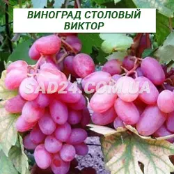 Саджанці винограду столового Віктор