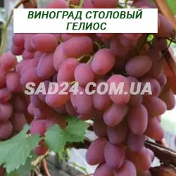 Саджанці винограду столового Геліос