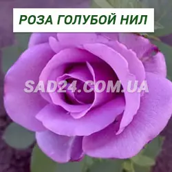 Саджанці чайно-гібридної троянди Блакитний Ніл