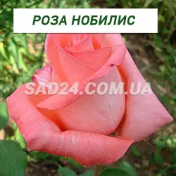 Саджанці чайно-гібридної троянди Нобіліс