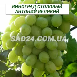 Саджанці винограду столового Антоній Великий