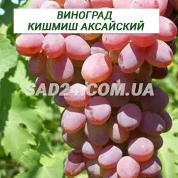 Саджанці винограду кишміш Аксайський