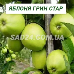 Саджанці яблуні Гріннстар