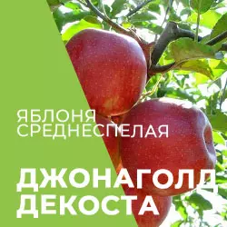 Саджанці яблуні Джонаголд Декоста