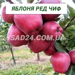Саджанці яблуні Ред Чіф
