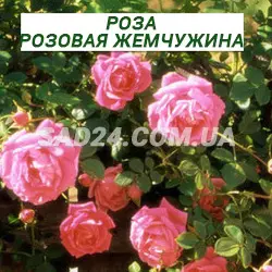 Саджанці плетистої троянди Рожева перлина