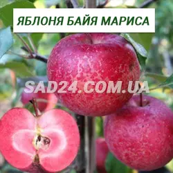 Саджанці яблуні Байя Маріса