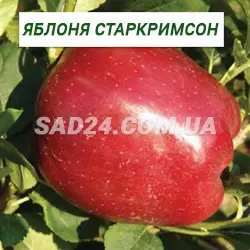 Саджанці яблуні Старкрімсон