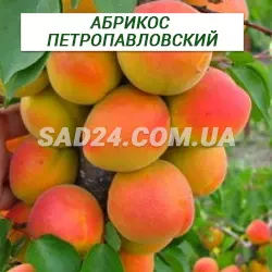 Саджанці абрикосу Петропавлівський