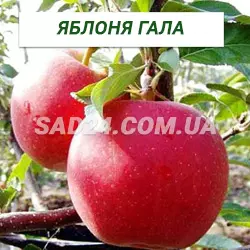 Саджанці яблуні Гала