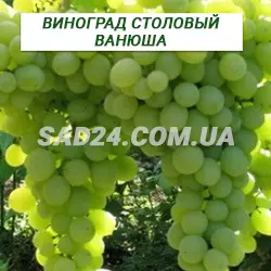 Саджанці винограду столового Ванюша