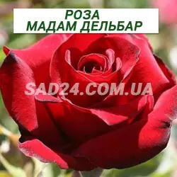 Саджанці чайно-гібридної троянди Мадам Дельбар