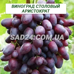 Саджанці винограду столового Аристократ