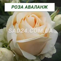 Саджанці чайно-гібридної троянди Аваланж
