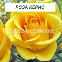 Саджанці чайно-гібридної троянди Керіо