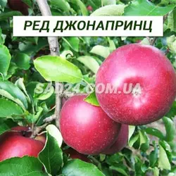 Саджанці яблуні Ред Джонапрінц (пізно-осінній сорт), підщепа М9