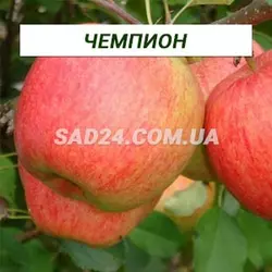 Саджанці яблуні Чемпіон (раннезимий сорт), підщепа М9