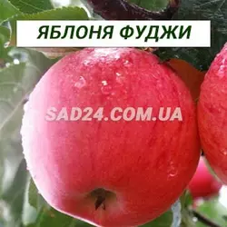 Саджанці яблуні Фуджі (зимовий сорт)