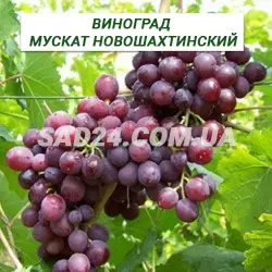 Саджанці винограду Мускат Новошахтинський