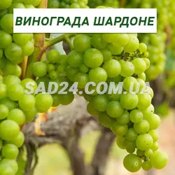 Саджанці винограду Шардоне