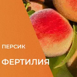 Саджанці персика Фертилія
