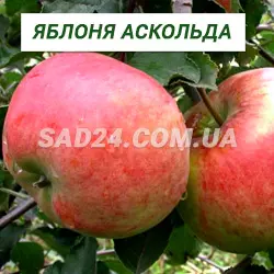 Саджанці яблуні Аскольда