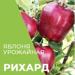 Саджанці яблуні Ріхард