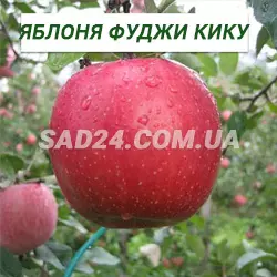 Саджанці яблуні Фуджі Кіку 8 (карликові, М9)