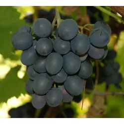 Саджанці винограду Молдова