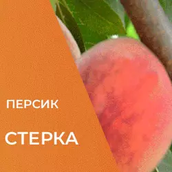 Саджанці персика Стерка