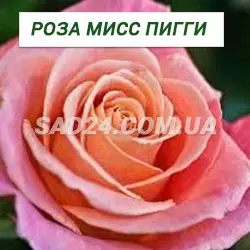 Саджанці чайно-гібридної троянди Міс Піггі