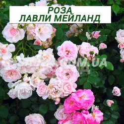 Саджанці ґрунтопокровної троянди Лавлі Мейланд